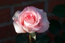 Rose II